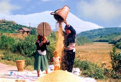 La récolte des Hmong